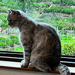 picachu背景_150.png